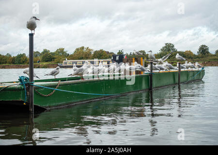 Möwen barsch entlang der Kante, die von einem Boot auf der Themse in Windsor in Großbritannien. Stockfoto