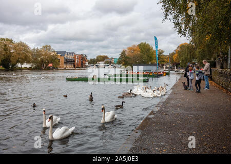 Eine Familie ernähren Schwäne auf der Themse im Windsor in Großbritannien. Stockfoto