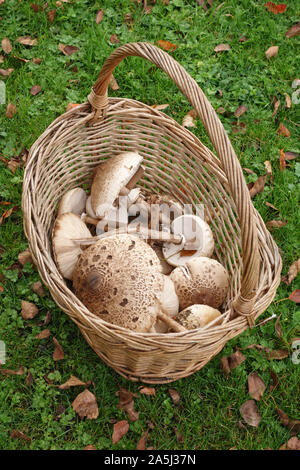 Herefordshire, UK. Ein Korb mit frisch gepflückten Parasol Pilze (Macrolepiota procera), relativ häufig über Großbritannien im Spätsommer und Herbst Stockfoto