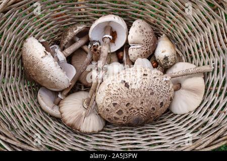 Herefordshire, UK. Ein Korb mit frisch gepflückten Parasol Pilze (Macrolepiota procera), relativ häufig über Großbritannien im Spätsommer und Herbst Stockfoto