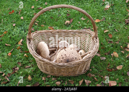 Herefordshire, UK. Ein Korb mit frisch gepflückten Parasol Pilze (Macrolepiota procera), relativ häufig über Großbritannien im Spätsommer und Herbst Stockfoto