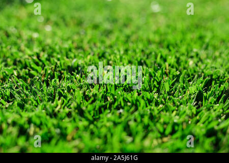 In der Nähe grün frisches Gras. Perfekt Grün frisch gemähten Rasen im Garten für Sport, Golfplatz im Sommer. Rasen, Teppich, natürlichen, grünen Gras getrimmt Stockfoto