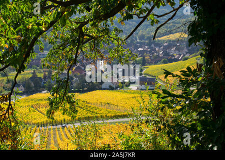 Weinberge am Andlau im Elsass in Frankreich Stockfoto