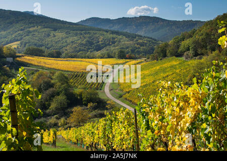 Weinberge am Andlau im Elsass in Frankreich Stockfoto