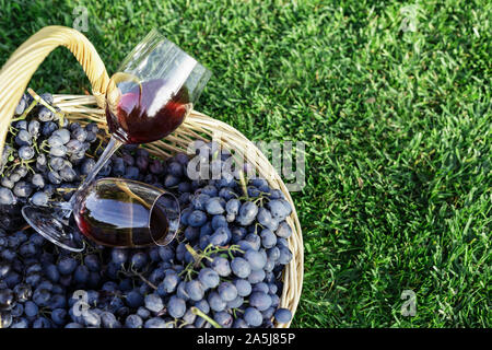 Zwei Gläser Rotwein in Korb mit frischen Weintrauben der Ernte auf Rasen, grünes Gras draussen. Hausgemachten Wein. Weinprobe im Weinberg. Platz kopieren Stockfoto