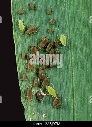 Kolonie von brauner Kornlaus (Sitobion avenae) mit grüner Rosenlaus (Metopolophium dirhodum) auf einem Weizenblatt Stockfoto