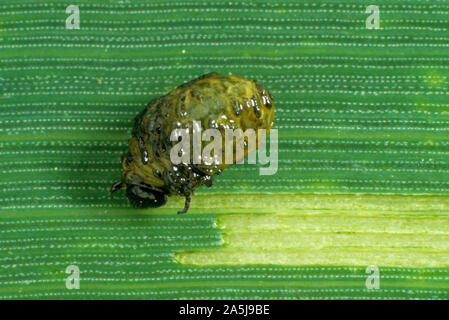 Müsli blatt Käfer (Oulema melanopus) Larve, grub, die epidermus einer Weizen Blatt Stockfoto