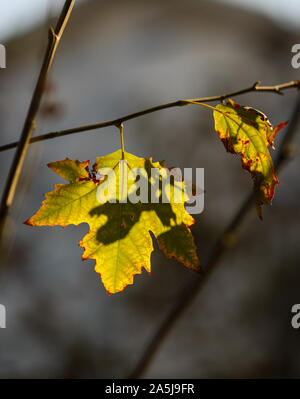 Details mit Herbst Ahorn Blätter an einem sonnigen Tag Stockfoto