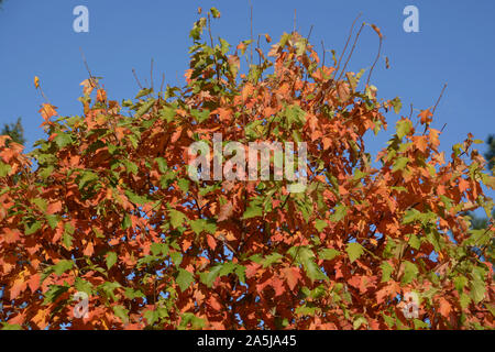 Bunte Blätter im Herbst am Baum vor dem azurblauen Himmel, Herbst Sonne Baum Hintergrund Stockfoto