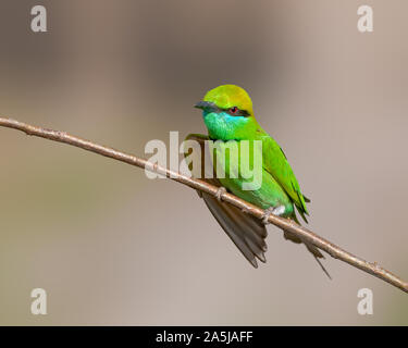 Green Bee eater Sitzen auf einem Busch an einem sonnigen Tag Stockfoto