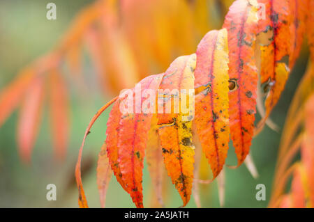 Sumac Baum Blätter im Herbst in Orange und Gelb. Staghorn sumac Baum schließen oben. Selektiver Fokus Stockfoto