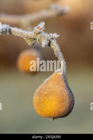 Birne Pyrus Gieser Wildeman Stockfoto