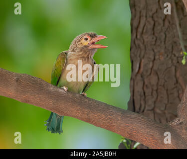 Große grüne Barbet sitzen auf einem Baum einen Anruf tätigen Stockfoto