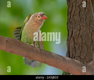 Große grüne barbet Yoga auf Baumstamm Stockfoto