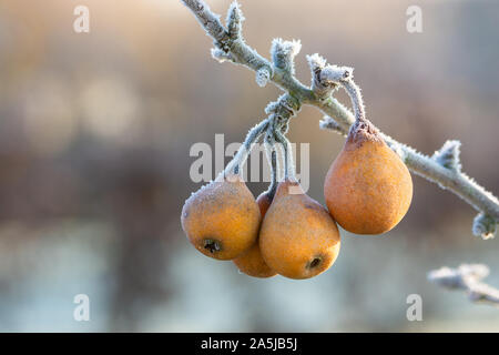 Birne Pyrus Gieser Wildeman Stockfoto