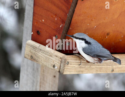 Der eurasischen Kleiber oder Holz Kleiber (Sitta europaea). Foto Jeppe Gustafsson Stockfoto