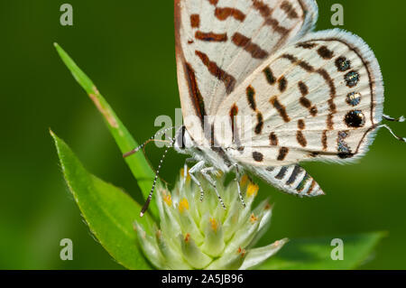 Kleiner Schmetterling auf Blüte mit grünem Hintergrund Stockfoto
