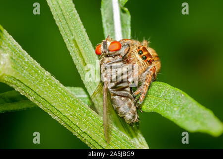 Jumping spider mit Fliege töten auf einem Busch Stockfoto