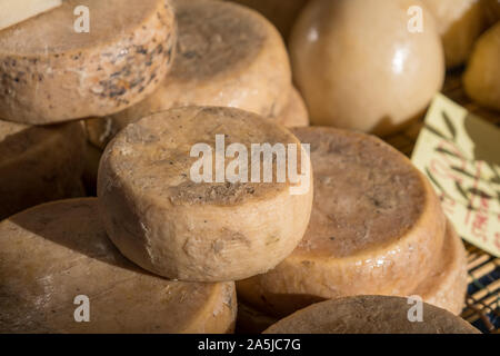 Traditionelle Käse mit Würmern in Sardenga gemacht. Verboten und illegal Käse mit Fliegen und Würmer im Inneren. Stockfoto