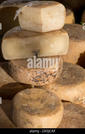 Traditionelle Käse mit Würmern in Sardenga gemacht. Verboten und illegal Käse mit Fliegen und Würmer im Inneren. Stockfoto