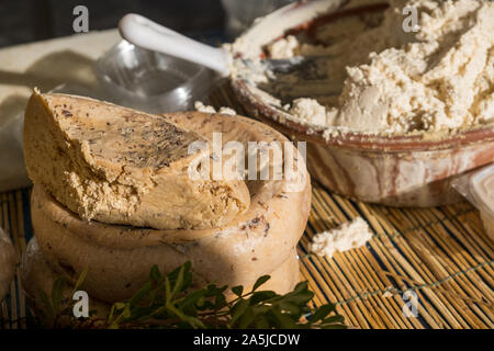 Traditionelle Käse mit Würmern in Sardenga gemacht. Verboten und illegal Käse mit Fliegen und Würmer im Inneren. Stockfoto