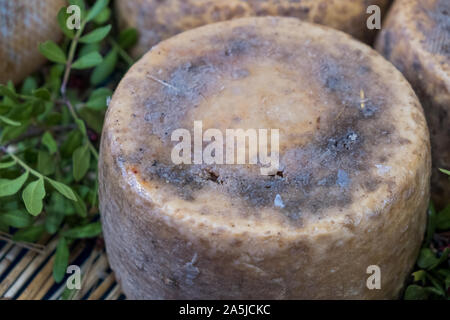 Traditionelle Käse mit Würmern in Sardenga gemacht. Verboten und illegal Käse mit Fliegen und Würmer im Inneren. Stockfoto