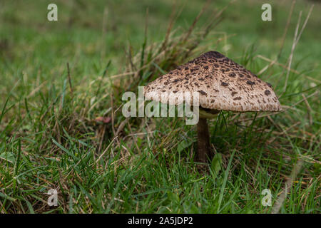 Ausgenommen riesigen Sonnenschirm auf einer Wiese. Die gemeinsame riesigen Sonnenschirm die essbaren Pilz des Jahres 2017 als Teil des Europäischen Pilz Tag benannt Stockfoto