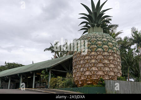 Die grosse Ananas, wie Sonnenschein Plantage bekannt, ist eine denkmalgeschützte touristische Attraktion bei Nambour Verbindung Straße bei woombye an der Sunshine Coast i Stockfoto
