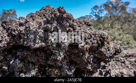 Rangitoto Island (Scenic Reserve) in der Nähe von Auckland, Neuseeland Stockfoto