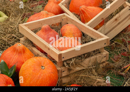 Leuchtend orange Kürbisse in Holzkisten. Bauernhof Ernte auf einem Heuhaufen. Verkauf von Kürbissen und Squash im Markt Stockfoto