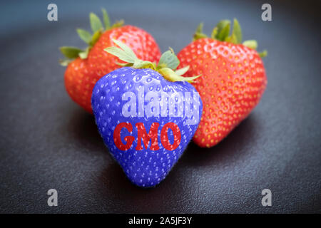 Gvo genetisch strawberrie gegen organische auf dem dunklen Hintergrund geändert. Stockfoto