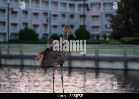 Orlando, Florida. Oktober 11, 2019. Schöner Vogel auf Sonnenuntergang Hintergrund am Lake Buena Vista Stockfoto
