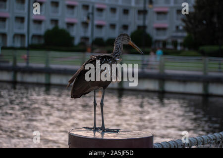 Orlando, Florida. Oktober 11, 2019. Schöner Vogel auf Sonnenuntergang Hintergrund am Lake Buena Vista Stockfoto
