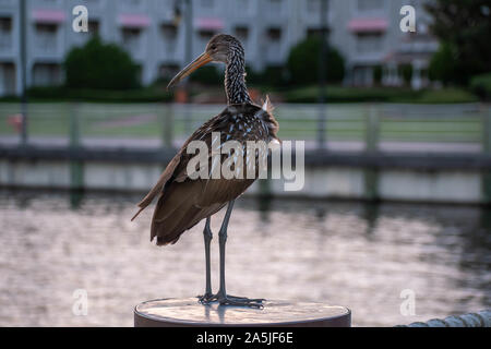 Orlando, Florida. Oktober 11, 2019. Schöner Vogel auf Sonnenuntergang Hintergrund am Lake Buena Vista Stockfoto