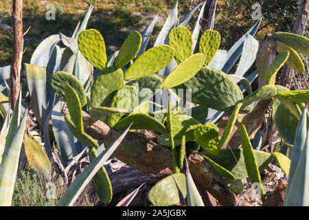 Opuntia ficus indica, Kaktuspflanze mit Stachelpfirsich Stockfoto