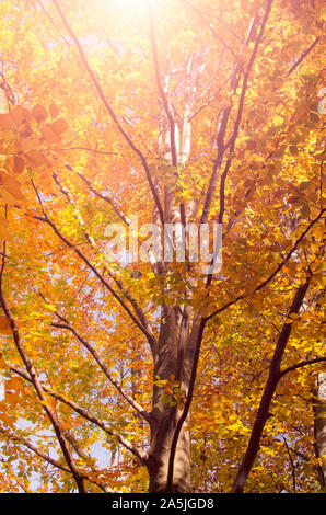 Sonne scheint durch gelbe und rote Blätter im Herbst Wald Stockfoto