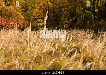 Herbst farbige Waldlichtung mit einem Meer von hohem Gras Stockfoto