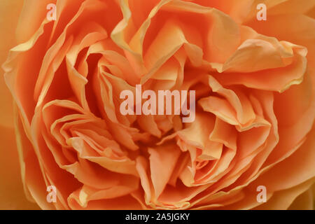 Nahaufnahme der orange Rose Stockfoto