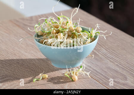 Die gekeimten Samen für Salat. Samen für Salat Sprossen Stockfoto