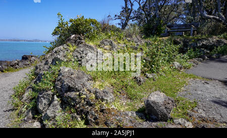 Rangitoto Island (Scenic Reserve) in der Nähe von Auckland, Neuseeland Stockfoto