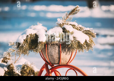 Dekorative Vintage Modell altes Fahrrad Korb von Pine verschneiten Äste im Winter sonniger Tag ausgestattet. Nahaufnahme, Detail. Stockfoto