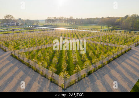 Frankreich, Maine et Loire, Loire-Tal UNESCO Weltkulturerbe, Chambord, das königliche Schloss, die Französischen Gärten, die Anpflanzung von Double-blühenden wilden Ch Stockfoto