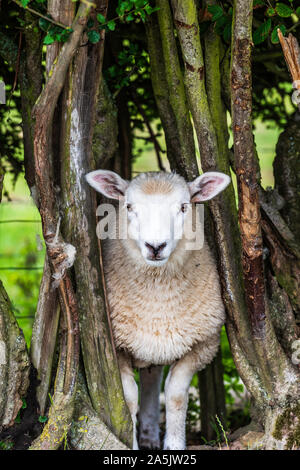 Ein Schaf starrte aus dem Gebüsch in einem Feld in der Nähe von Goudhurst in Kent Stockfoto