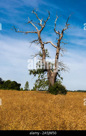 Toter Baum in einem Feld von Weizen in der Nähe von Goudhurst in Kent, England Stockfoto