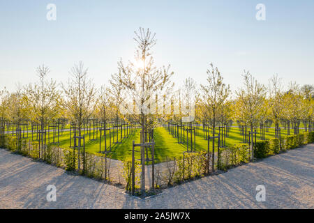 Frankreich, Maine et Loire, Loire-Tal UNESCO Weltkulturerbe, Chambord, das königliche Schloss, die Französischen Gärten, die Anpflanzung von Double-blühenden wilden Ch Stockfoto
