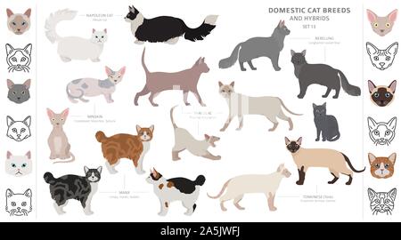 Katze Rassen und Mischlinge Sammlung auf Weiß isoliert. Flat Style eingestellt. Andere Farbe und Herkunftsland. Vector Illustration Stock Vektor