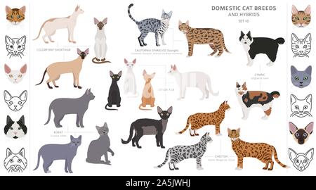 Katze Rassen und Mischlinge Sammlung auf Weiß isoliert. Flat Style eingestellt. Andere Farbe und Herkunftsland. Vector Illustration Stock Vektor