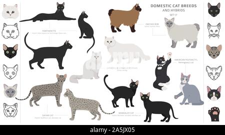 Katze Rassen und Mischlinge Sammlung auf Weiß isoliert. Flat Style eingestellt. Andere Farbe und Herkunftsland. Vector Illustration Stock Vektor