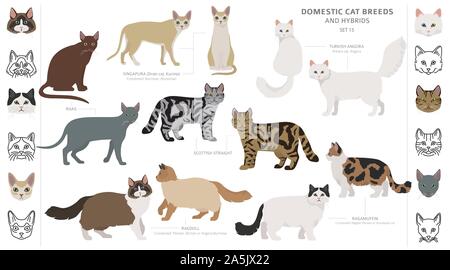 Katze Rassen und Mischlinge Sammlung auf Weiß isoliert. Flat Style eingestellt. Andere Farbe und Herkunftsland. Vector Illustration Stock Vektor