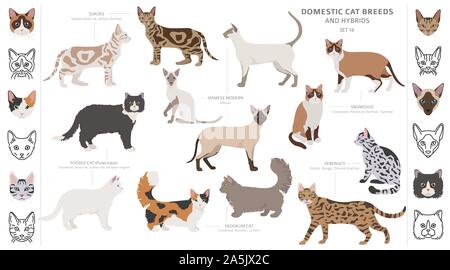 Katze Rassen und Mischlinge Sammlung auf Weiß isoliert. Flat Style eingestellt. Andere Farbe und Herkunftsland. Vector Illustration Stock Vektor